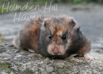 Lola- Yellow Black Syrian Longhaired